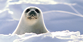 seal pup.jpg