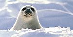 seal pup.jpg