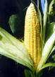 sweetcorn.jpg